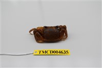 藏品(斯氏沙蟹)的圖片